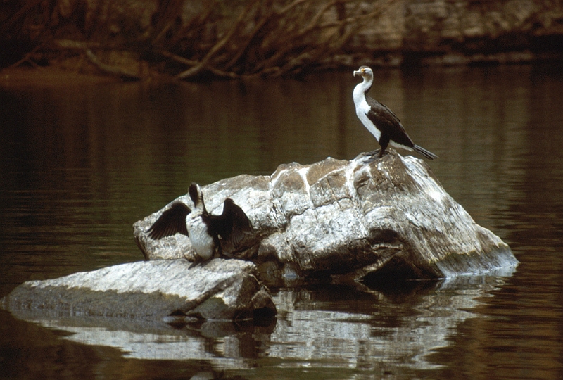 676_Kleine bonte aalscholvers, Katherine Gorge.jpg